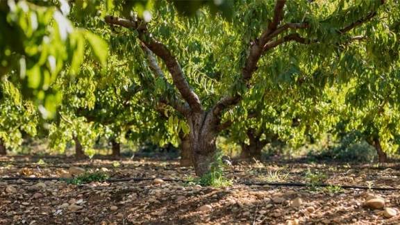 آبیاری قطره ای چیست؟ تجهیزات مورد نیاز و هر آنچه که باید بدانید.